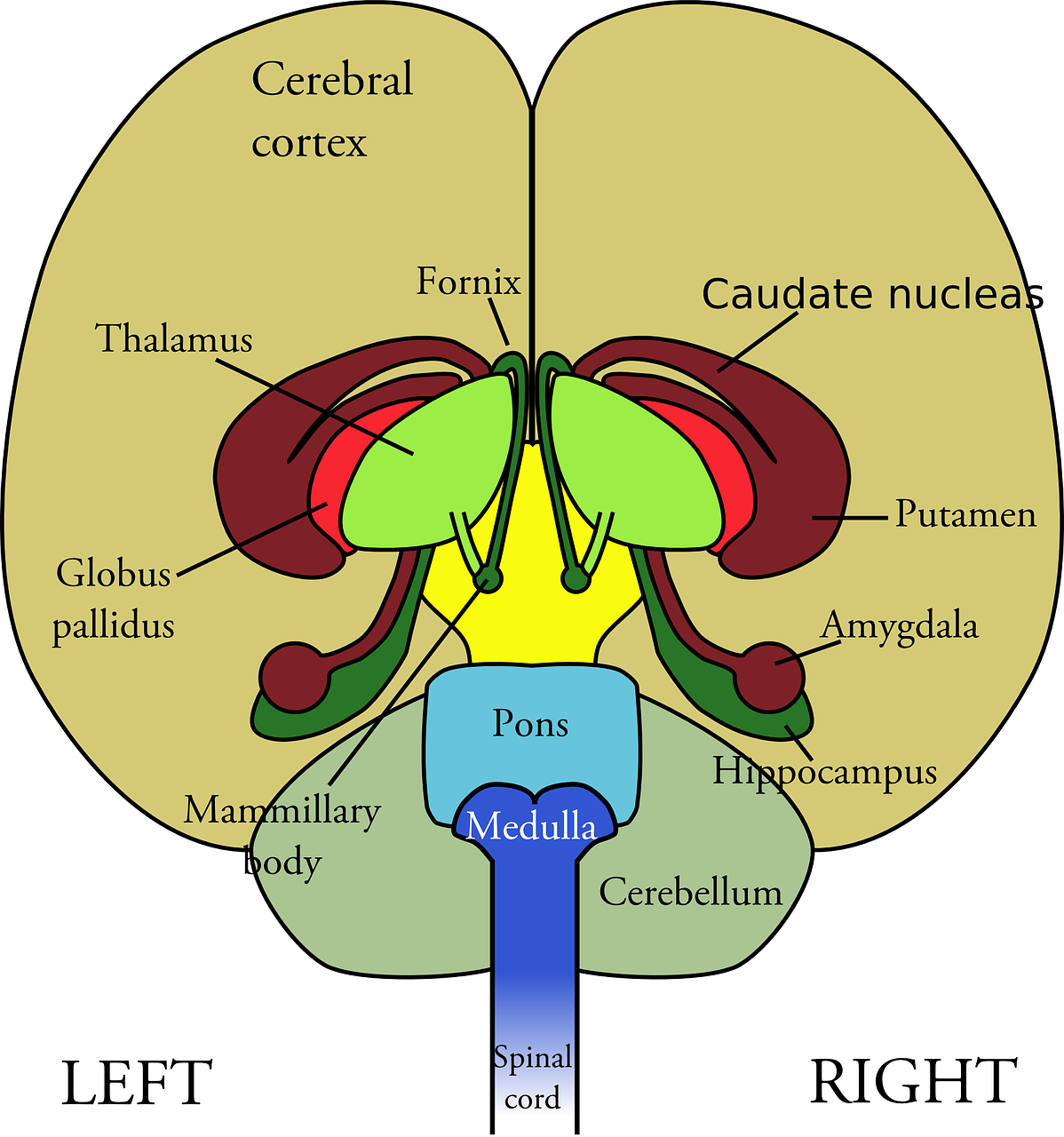 Control and Coordination